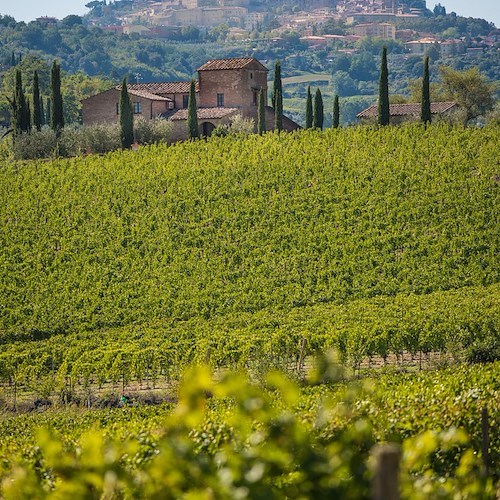 Vino Nobile di Montepulciano: ecco come si diventa la prima denominazione d’Italia certificata “equalitas” per la sostenibilità