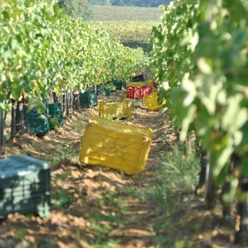 Vino Nobile di Montepulciano: ecco come si diventa la prima denominazione d’Italia certificata “equalitas” per la sostenibilità